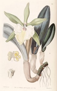 Rhyncholaelia glauca or Brassavola glauca by Miss Drake